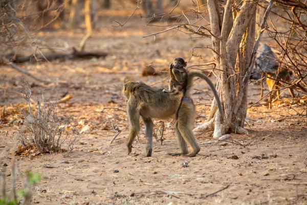 Young baboon riding on adult in dry African woodland Botswana