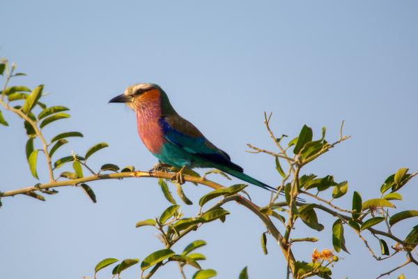 Lilac-breasted Roller Perched on Branch at Sunrise Botswana