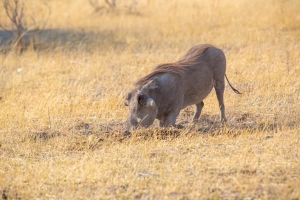 Warthog grazing in dry savanna Botswana