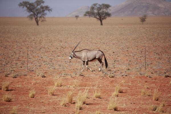 Solitaire, Namibia