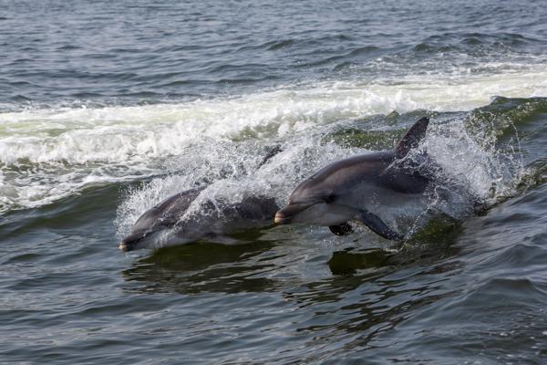 Bottlenose Dolphins Riding a Wave off the Namibian Coast Walvis Bay, Namibia