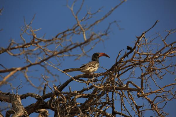 Red-billed hornbill perched on a dry tree branch Spitzkoppe, Namibia