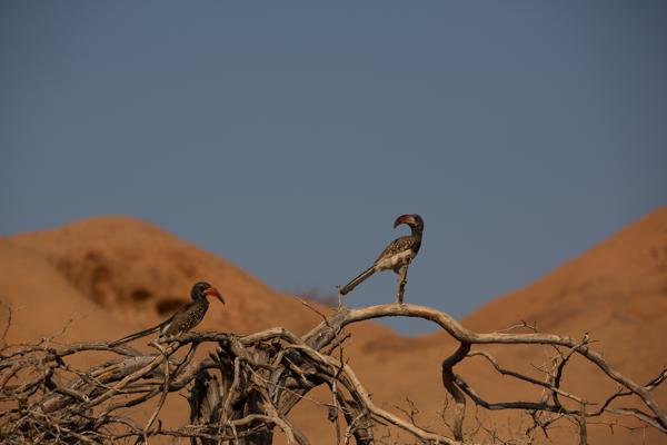 Spitzkoppe, Namibia