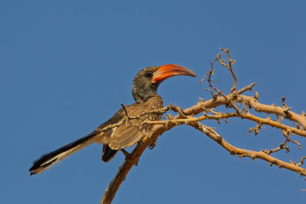 Red‑billed Hornbill Perched on Thorny Branch Spitzkoppe, Namibia