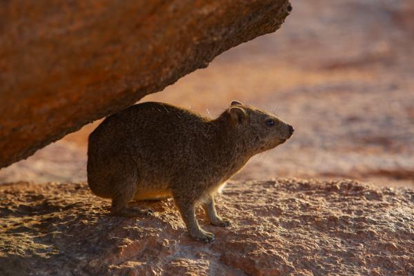 Spitzkoppe, Namibia