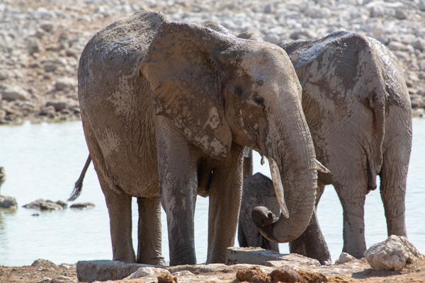 Mud-covered African Elephants at a Waterhole Namibia