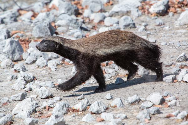 Honey badger (ratel) walking across rocky dry ground Namibia