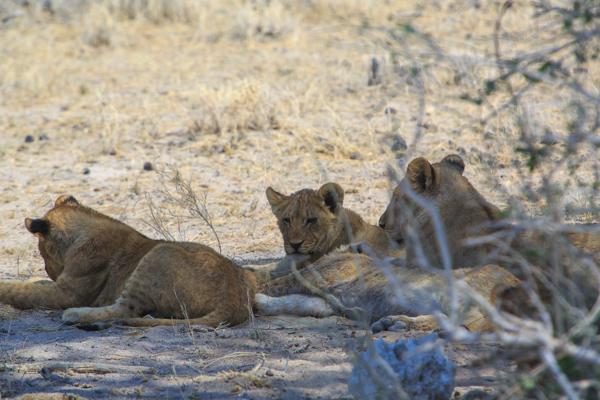 Lion Cubs Resting in Shade, Namibia Namibia