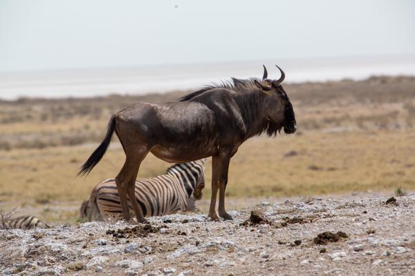Wildebeest Standing on a Salt-encrusted Plain with Zebra Namibia