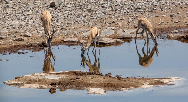 Three springbok drinking at a rocky waterhole Halali, Namibia