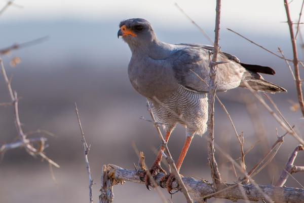 Pale Chanting Goshawk Perched on Thorny Branch Namibia