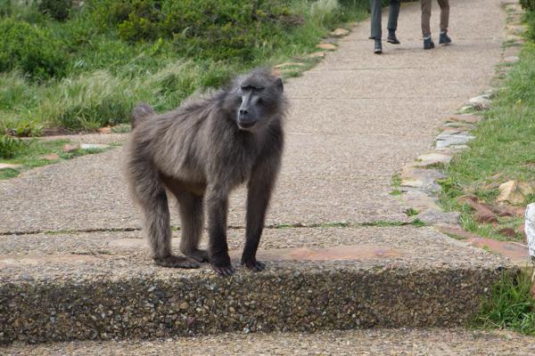 City of Cape, South Africa