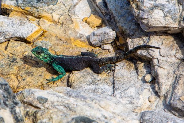 City of Cape, South Africa