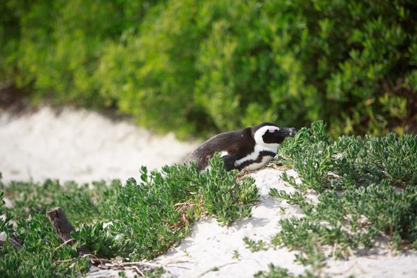Simon's, South Africa