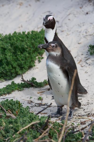 Simon's, South Africa