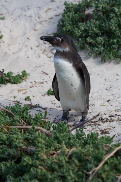 Simon's, South Africa