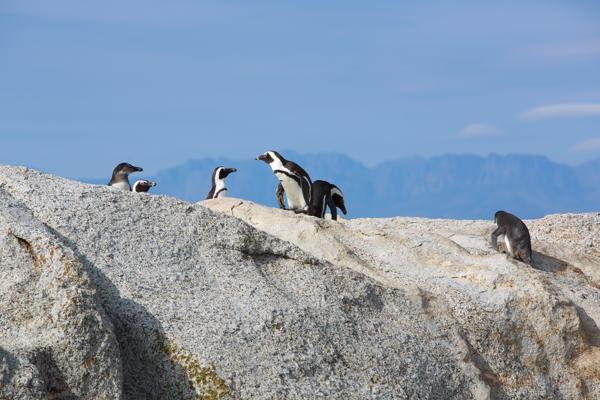 Simon's, South Africa