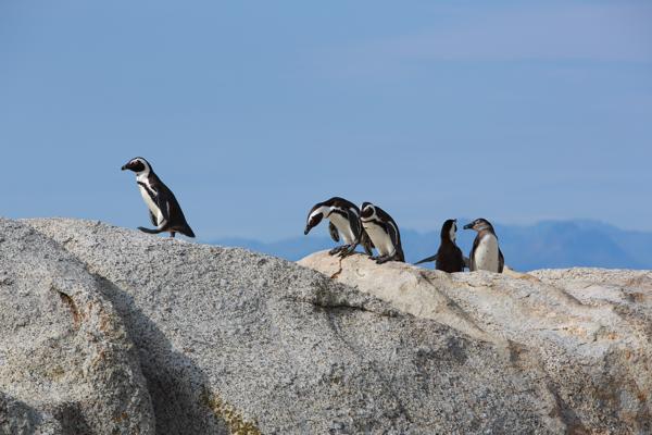 Simon's, South Africa