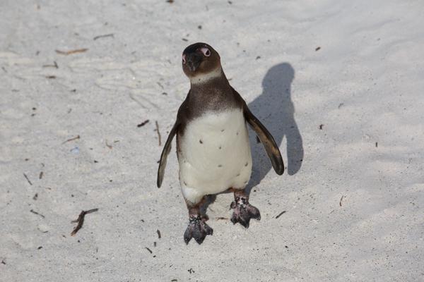 Simon's, South Africa