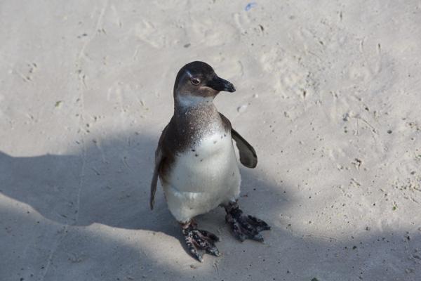 Simon's, South Africa