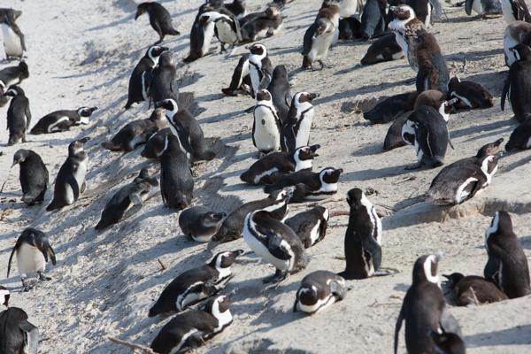 Simon's, South Africa