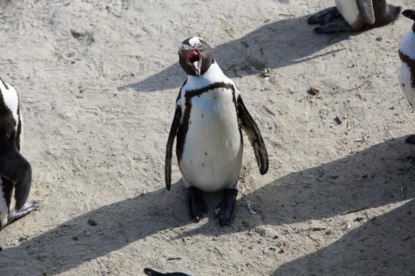 Simon's, South Africa