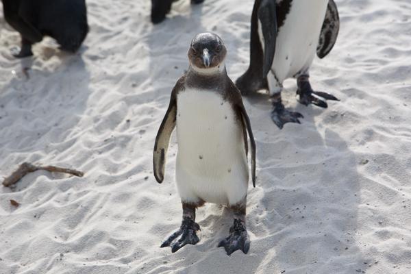 Simon's, South Africa