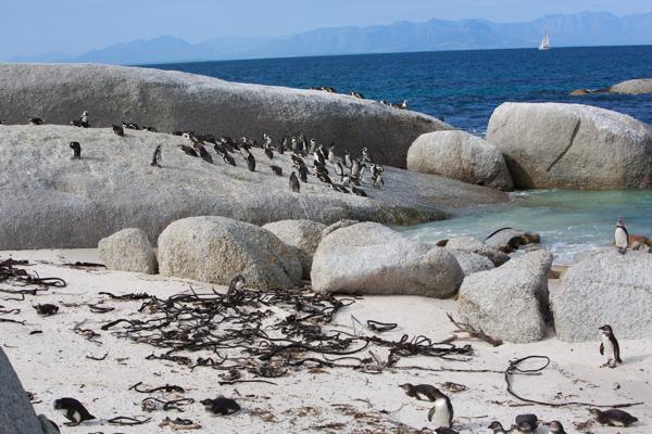 Simon's, South Africa