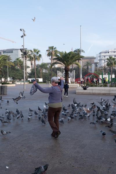 Pigeon Feeding in a Moroccan City Square Casablanca, Morocco
