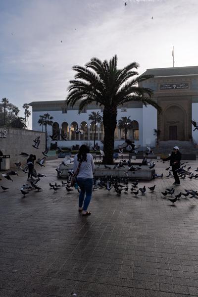 Pigeons, Palm Tree, and Arched Courtyard in Rabat Casablanca, Morocco