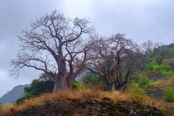 Leafless Baobab Trees on a Volcanic Hillside, Grande Comore (Comoros) M'lédjélé, Comoros
