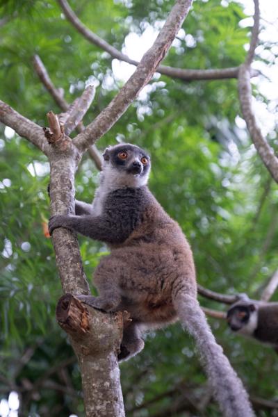 Mongoose Lemur in a Tree on Mohéli, Comoros M'lédjélé, Comoros