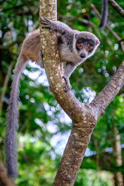 Curious Brown Lemur Perched on Tree M'lédjélé, Comoros
