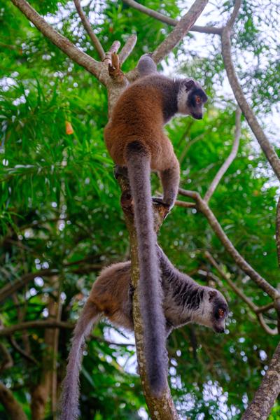 Mayotte brown lemurs in a tropical tree M'lédjélé, Comoros