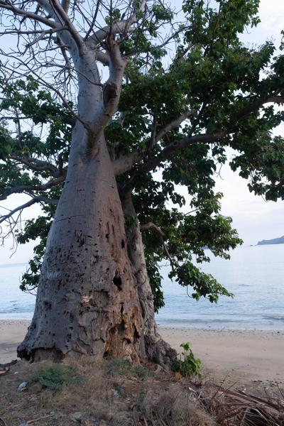 Baobab Tree by the Shore, Mohéli (Comoros) M'lédjélé, Comoros
