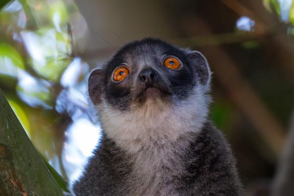 Close-up Portrait of a Mongoose Lemur in Tropical Forest, Comoros M'lédjélé, Comoros