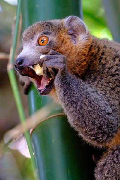 Close-up of a Brown Lemur Eating Fruit in Mohéli, Comoros M'lédjélé, Comoros