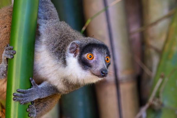 Close-up Portrait of a Lemur Clinging to Bamboo M'lédjélé, Comoros