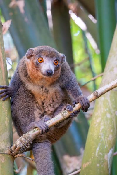 Mongoose Lemur in Bamboo Forest, Comoros M'lédjélé, Comoros