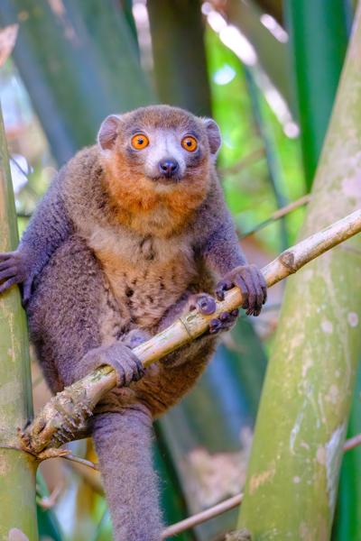 Orange-eyed lemur perched in bamboo (Mayotte) M'lédjélé, Comoros