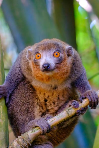Orange-eyed lemur perched on bamboo, Anjouan (Comoros) M'lédjélé, Comoros
