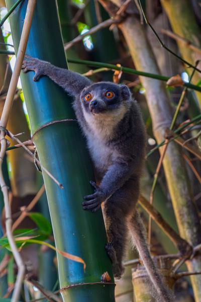 Mongoose Lemur Climbing Bamboo in the Comoros M'lédjélé, Comoros