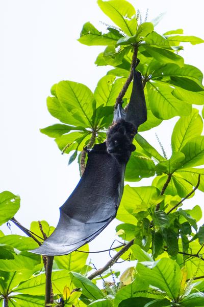 Fruit bat hanging in a tropical almond tree, Grande Comore (Comoros) Moimbao, Comoros