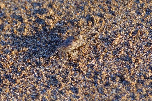 Juvenile Ghost Crab on Volcanic Sand, Comoros Djando, Comoros