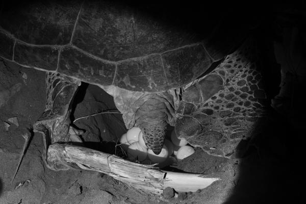 Green Sea Turtle Laying Eggs at Night, Mohéli (Comoros) Djando, Comoros