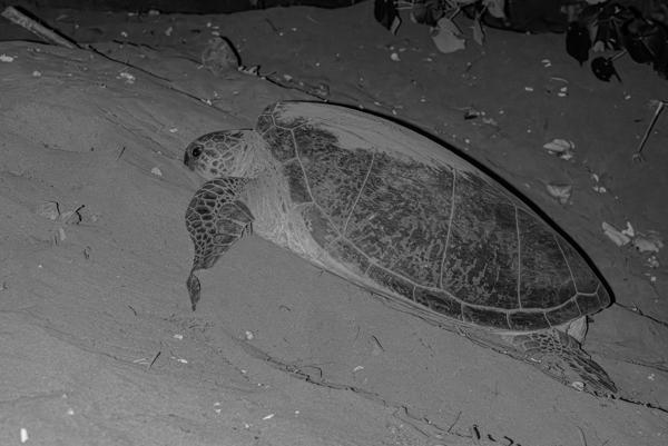 Green Sea Turtle Resting on a Moonlit Beach, Mohéli (Comoros) Djando, Comoros