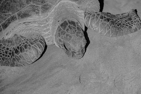 Green Sea Turtle on a Moonlit Beach, Comoros Djando, Comoros