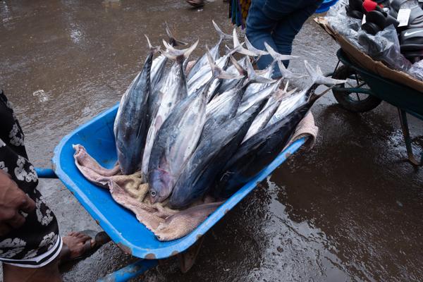 Fresh tuna in a wheelbarrow at Moroni fish market Moroni, Comoros