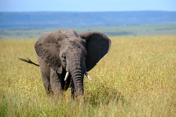 Young African Elephant in Savanna Siana ward, Kenya