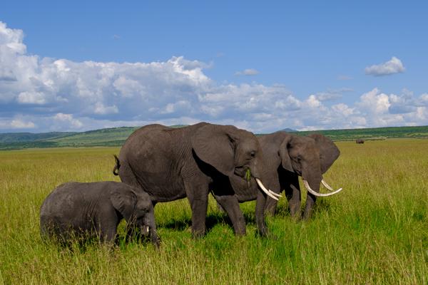 Elephant family grazing on African savanna Siana ward, Kenya